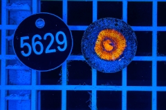 Acanthastrea lordhowensis Rainbow