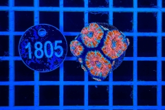 Acanthastrea lordhowensis