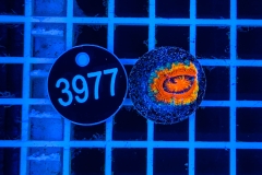 Acanthastrea lordhowensis Rainbow