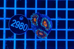 Acanthastrea lordhowensis