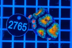 Acanthastrea lordhowensis Rainbow