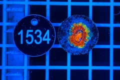 Acanthastrea lordhowensis Rainbow