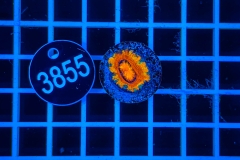 Acanthastrea lordhowensis Rainbow