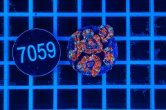 Acanthastrea lordhowensis