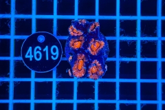 Acanthastrea lordhowensis