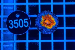 Acanthastrea lordhowensis Rainbow