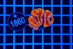 Acanthastrea lordhowensis Rainbow