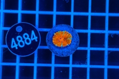 Acanthastrea lordhowensis Rainbow