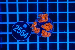 Acanthastrea lordhowensis