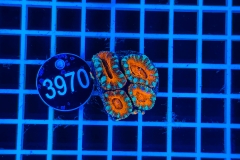 Acanthastrea lordhowensis