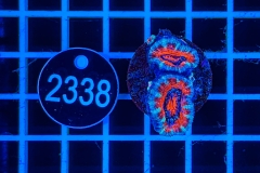 Acanthastrea lordhowensis