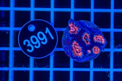 Acanthastrea lordhowensis