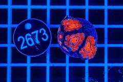 Acanthastrea lordhowensis