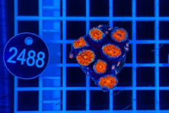 Acanthastrea lordhowensis