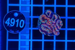 Acanthastrea lordhowensis