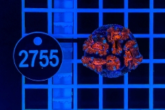 Acanthastrea lordhowensis