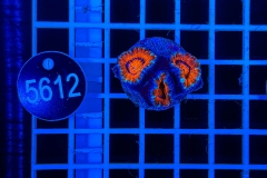 Acanthastrea lordhowensis