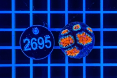 Acanthastrea lordhowensis