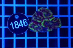 Acanthastrea lordhowensis