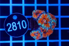 Acanthastrea lordhowensis