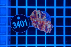 Acanthastrea lordhowensis