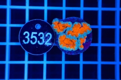 Acanthastrea lordhowensis