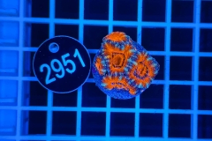 Acanthastrea lordhowensis