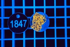 Euphyllia paradivisa