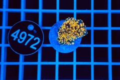 Euphyllia paradivisa