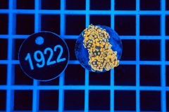 Euphyllia paradivisa