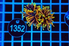 Euphyllia glabrescens