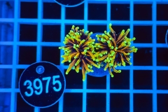 Euphyllia glabrescens