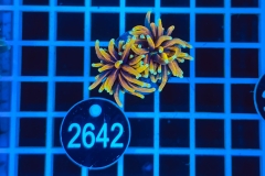 Euphyllia glabrescens