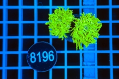 Euphyllia glabrescens