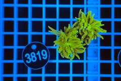 Euphyllia glabrescens