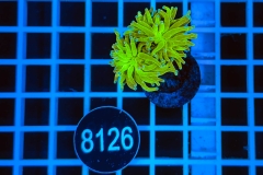 Euphyllia glabrescens