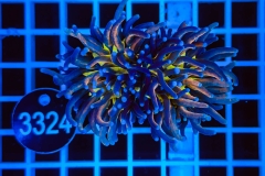 Euphyllia glabrescens