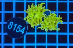 Euphyllia glabrescens