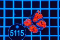 Acanthastrea lordhowensis