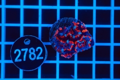 Acanthastrea lordhowensis