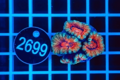 Acanthastrea lordhowensis