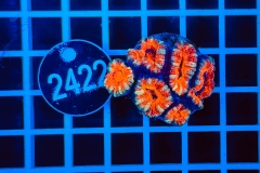 Acanthastrea lordhowensis