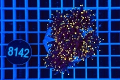 Euphyllia glabrescens