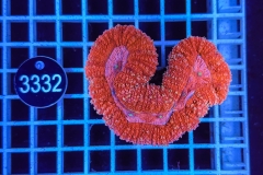 Lobophyllia