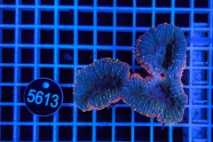 Lobophyllia sp.