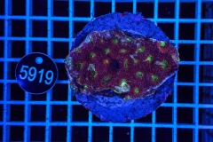 Acanthastrea echinata