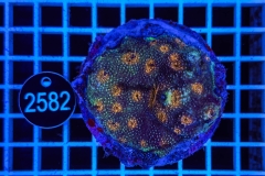 Acanthastrea echinata