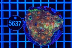 Acanthastrea echinata