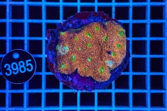 Acanthastrea echinata