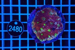 Acanthastrea echinata